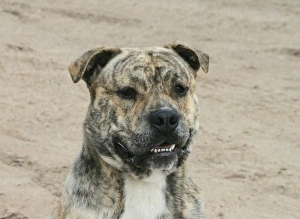 Pedigree Prints: Domestic Dog, Ca de Bou, adult male, close-up of head