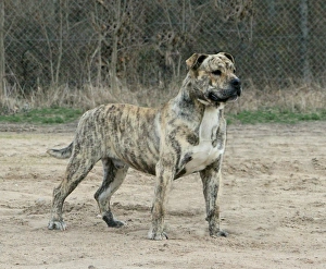 Pedigree Prints: Domestic Dog, Ca de Bou, adult male, standing