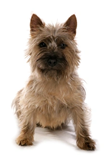Dog Prints: Domestic Dog, Cairn Terrier, adult, sitting
