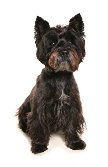Cutout Prints: Domestic Dog, Cairn Terrier, adult, sitting