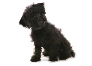 Mongrel Prints: Domestic Dog, Cairnoodle (Cairn Terrier x Poodle), puppy, sitting