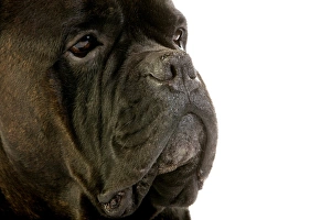 Dog Prints: Domestic Dog, Cane Corso, adult, close-up of face