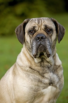 Dog Prints: Domestic Dog, Cane Corso, adult, close-up of head