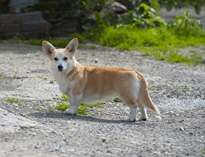 Shropshire Prints: Domestic Dog, Cardigan Welsh Corgi