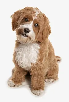 Crossbreed Prints: Domestic Dog, Cavapoo (Cavalier King Charles Spaniel x Poodle), adult, sitting