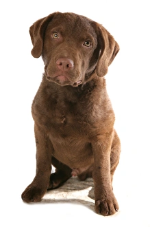 Retriever Prints: Domestic Dog, Chesapeake Bay Retriever, puppy, sitting