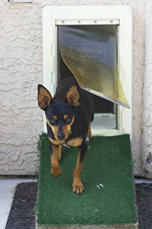Ramp Prints: Domestic Dog, Chihuahua, adult, using dog flap, walking down ramp