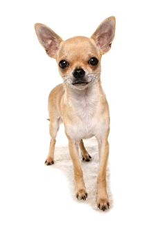 Dog Prints: Domestic Dog, Chihuahua, adult, standing