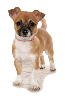 Mongrel Prints: Domestic Dog, Chihuahua cross, puppy, standing, with collar