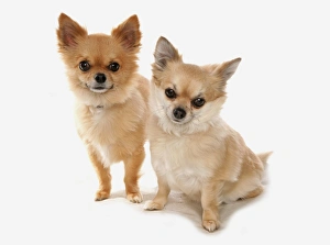 Varieties Prints: Domestic Dog, Chihuahua, long-haired variety, two adults, sitting and standing