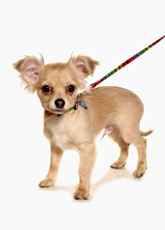 Domestic Dog, Chihuahua, puppy, on lead, standing