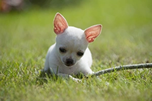 Domestic Dog, Chihuahua, short-haired variety, puppy, playing with stick on lawn, Sweden, august
