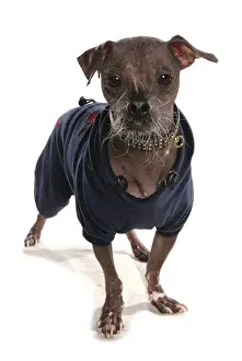 Funny Prints: Domestic Dog, Chinese Crested, true hairless without furnishings