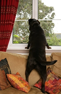 Window Prints: Domestic Dog, Chocolate Labrador Retriever