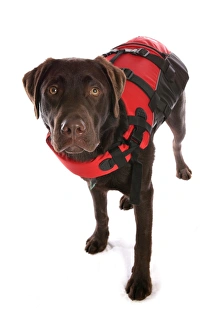 Domestic Dog, Chocolate Labrador Retriever, puppy, standing, wearing lifejacket