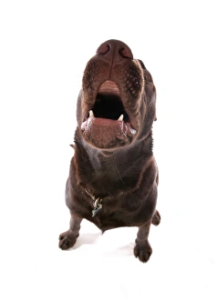 Domestic Dog, Chocolate Labrador Retriever, puppy, barking, wide-angle
