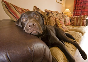 Domestic Dog, Chocolate Labrador Retriever, adult, resting on sofa, England, march