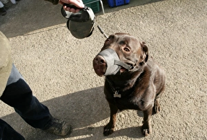Domestic Dog, Chocolate Labrador Retriever, adult, wearing muzzle, on extendable lead, England, january