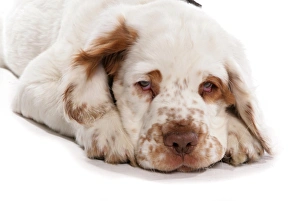 Spaniel Prints: Domestic Dog, Clumber Spaniel, puppy, close-up of head, laying