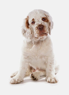 Spaniel Prints: Domestic Dog, Clumber Spaniel, puppy, sitting