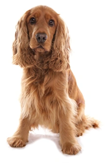 Spaniel Prints: Domestic Dog, Cocker Spaniel, adult, sitting