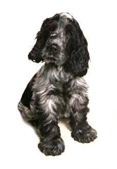 Domestic Dog, Cocker Spaniel, adult, sitting