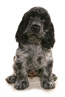 Pups Prints: Domestic Dog, Cocker Spaniel, puppy, sitting