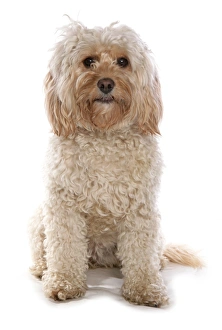 Domestic Dog, Cockerpoo (Cocker Spaniel x Poodle), adult female, sitting
