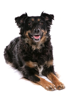 Mongrel Prints: Domestic Dog, collie cross mongrel, adult female, laying