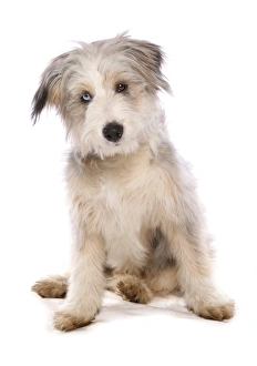 Funny Prints: Domestic Dog, collie, female puppy, eye with Wall Eye heterochromia, sitting