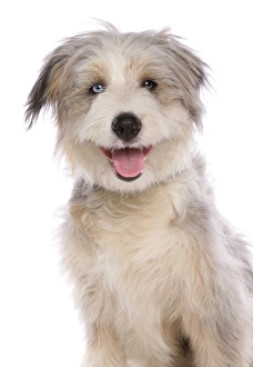 Domestic Dog, collie, female puppy, eye with Wall Eye heterochromia, close-up of head