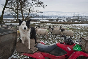 Quads Prints: Domestic Dog, Collie sheepdog, adult