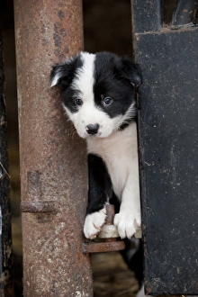 Pens Prints: Domestic Dog, Collie sheepdog, puppy, looking out from pen on farm, England, june