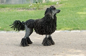 Pedigree Prints: Domestic Dog, Corded Standard Poodle, adult, standing