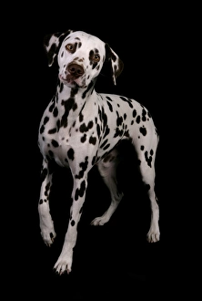 Dalmatian Prints: Domestic Dog, Dalmatian, adult female, standing