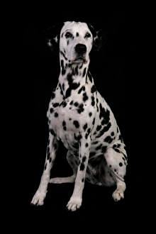 Domestic Dog, Dalmatian, adult male, sitting