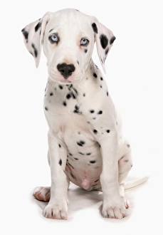 Cute Prints: Domestic Dog, Dalmatian, male puppy, sitting