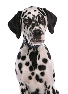 Domestic Dog, Dalmatian, puppy, close-up of head, with collar
