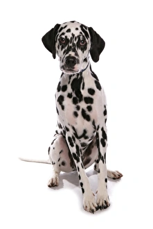 Domestic Dog, Dalmatian, puppy, sitting