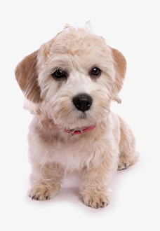 Collar Prints: Domestic Dog, Dandie Dinmont Terrier, puppy, wearing collar, sitting