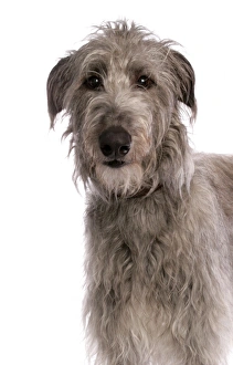 Editor's Picks: Domestic Dog, Deerhound, adult, close-up of head