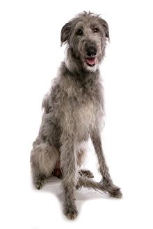 Hound Prints: Domestic Dog, Deerhound, adult, sitting