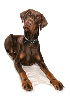 Hound Prints: Domestic Dog, Dobermann, brown adult male, with collar and tag, laying