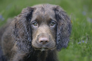 Domestic Dog, English Cocker Spaniel, working type, male puppy, ten-weeks old, close-up of head, Bentley, Suffolk