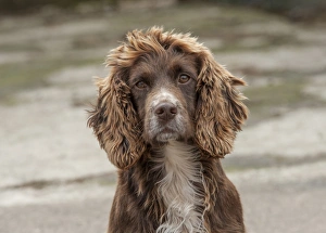 Domestic Dog, English Cocker Spaniel, working type, adult, close-up of head, in farmyard, Shropshire, England, October