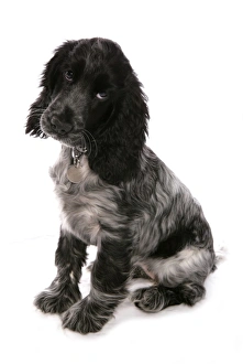 Spaniel Prints: Domestic Dog, English Cocker Spaniel