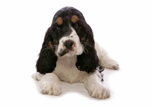 Spaniel Prints: Domestic Dog, English Cocker Spaniel, puppy, laying