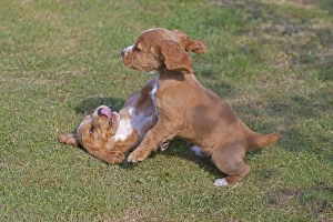 Pups Prints: Domestic Dog, English Cocker Spaniel