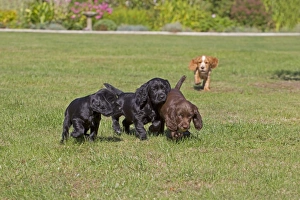 Domestic Dog, English Cocker Spaniel, four puppies, different coat colours, playing on lawn, Norfolk, England, August