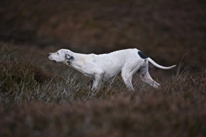 Sports Prints: Domestic Dog, English Pointer, adult